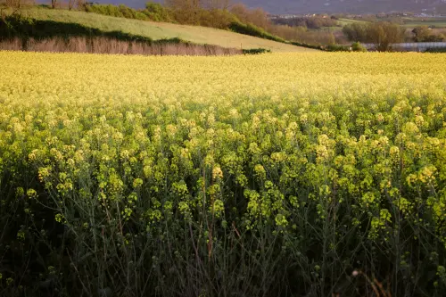 “I valori del biologico” al Madonnino: focus su salute, ambiente e sostenibilità