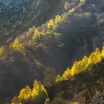 Crediti di sostenibilità: al PIN il confronto tra foreste e distretto tessile