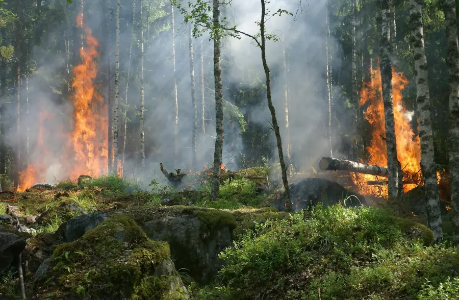 Grosseto, allerta arancione per rischio incendi boschivi: massima attenzione il 29 maggio