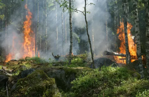 Grosseto, allerta arancione per rischio incendi boschivi: massima attenzione il 29 maggio