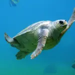 Marina di Grosseto, bando per il centro tartarughe marine