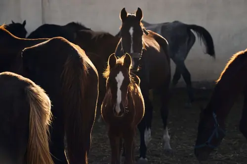 Palio di Siena, controlli veterinari sui cavalli dall’11 agosto