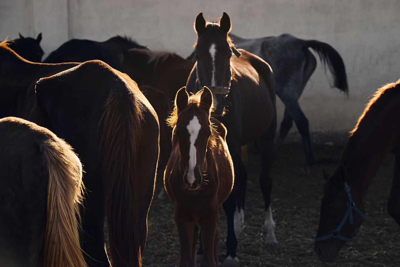 Palio di Siena, controlli veterinari sui cavalli dall’11 agosto
