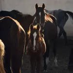 Palio di Siena, controlli veterinari sui cavalli dall’11 agosto