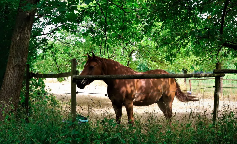 Butteri della Maremma: i cavalieri che sfidarono Buffalo Bill