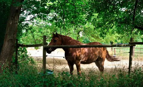 Butteri della Maremma: i cavalieri che sfidarono Buffalo Bill