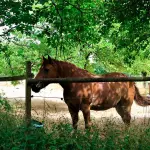 Butteri della Maremma: i cavalieri che sfidarono Buffalo Bill