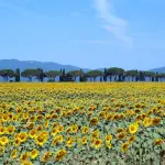 Le località di mare più apprezzate della costa maremmana