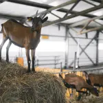 Grosseto con bambini: spiagge, parchi naturali e fattorie didattiche  Meta Title: