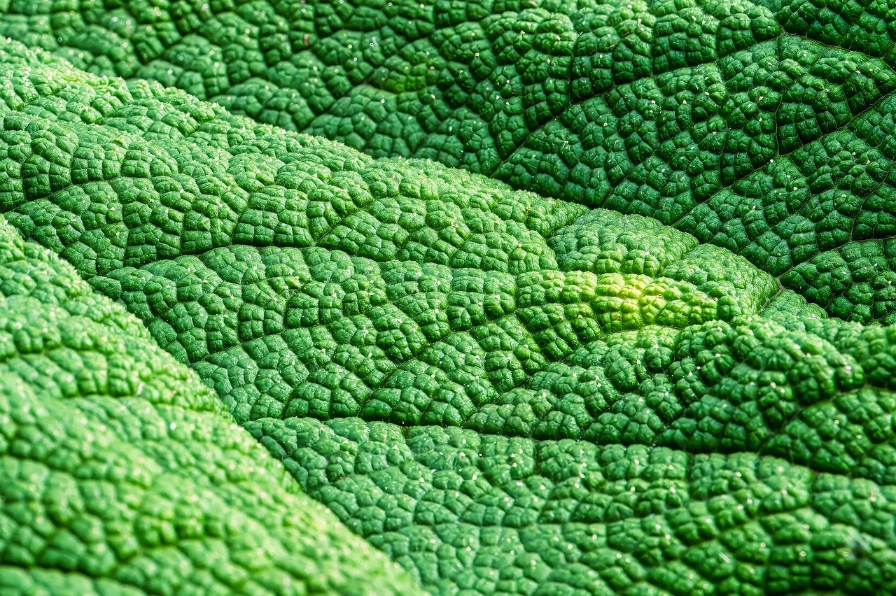 Cocciniglia: come eliminarla in modo efficace