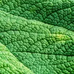 Cocciniglia: come eliminarla in modo efficace